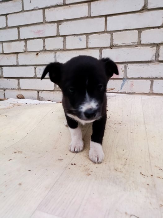 Отдам щенка с доставкой на дом