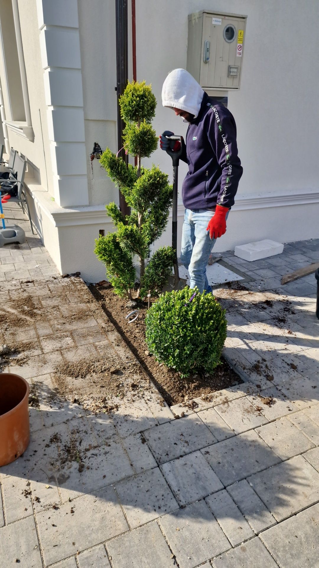 Pom Pon și plante ornamentale