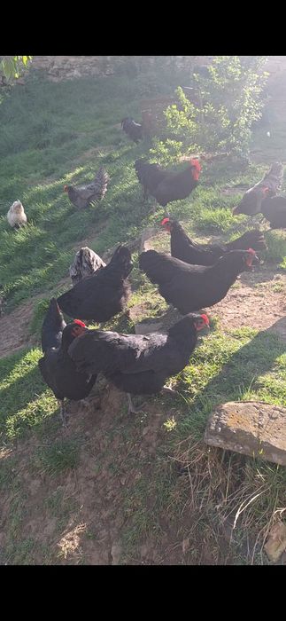 Vând australorp negru albastru splash
