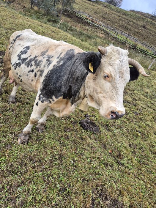 Vând vacă cu vițea.