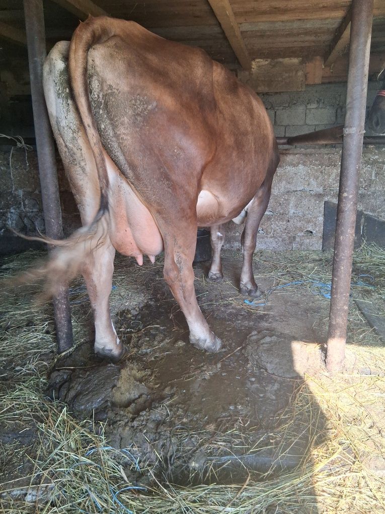Vând vaca gestanta