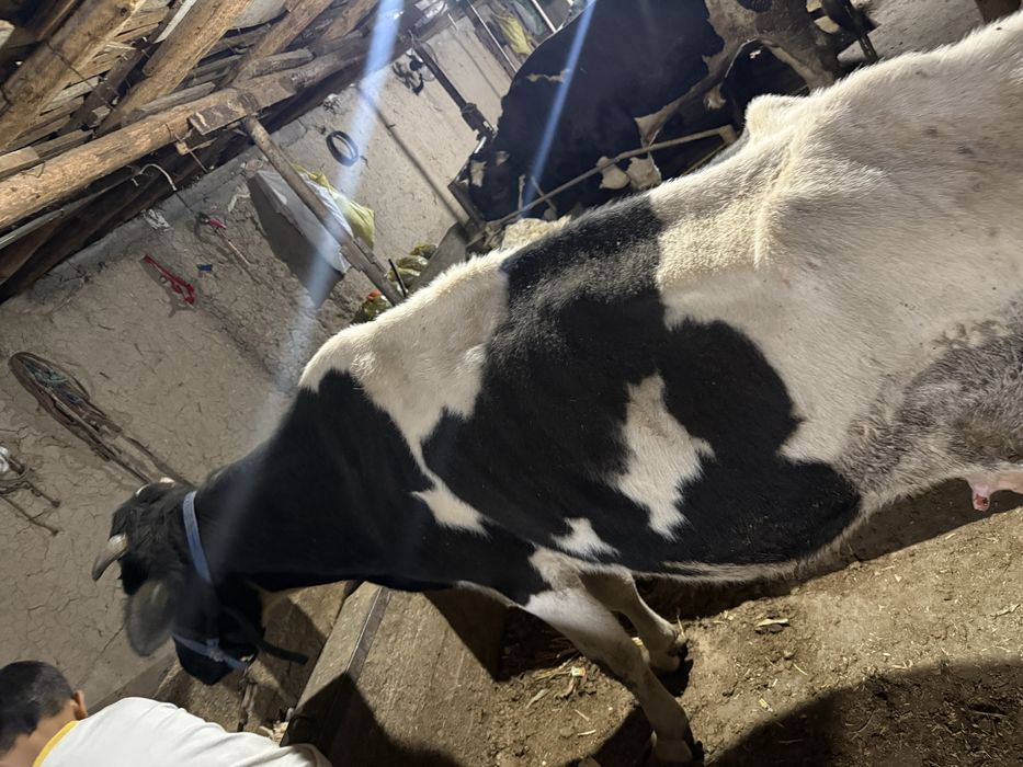 Sigir sotiladi soglom suti bor 4-5 bor orta yosh