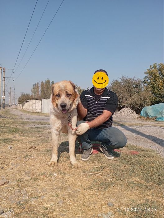 Alabay it sotiladi zoti toza narsa