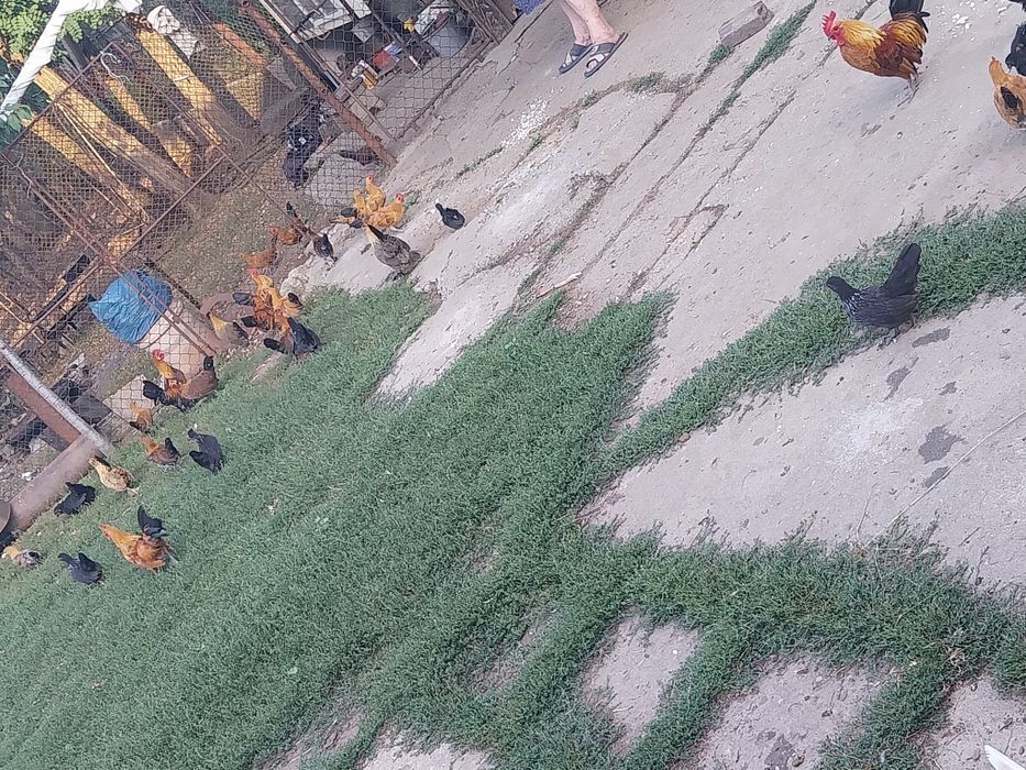 Pui de găină pitica de vinzare