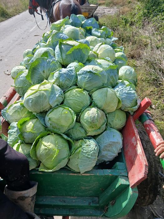 Vând varză de Buzău