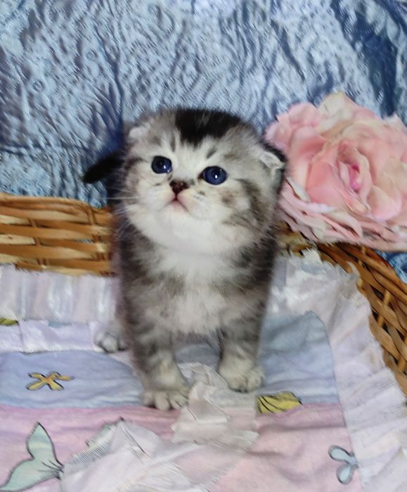 Продается шикарный котенок мальчик серебристая г