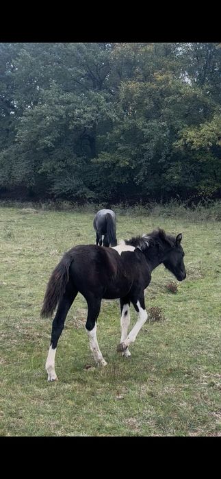 Vând 2 manji armăsari tarcati și o manza tarcată
