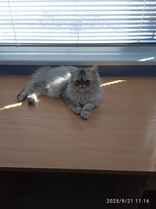 Персийски котенца