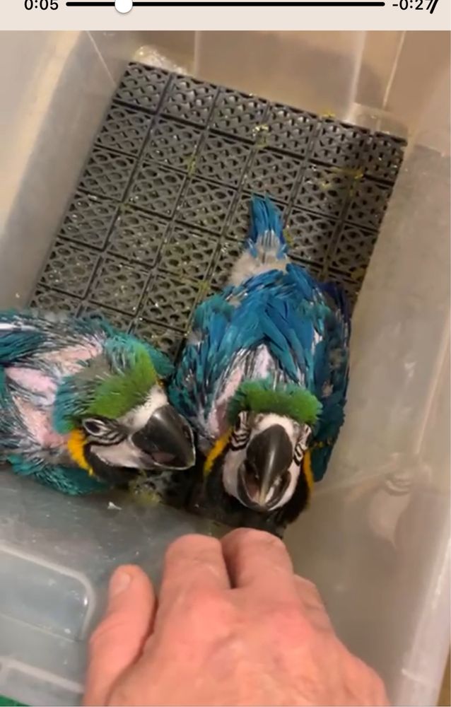 Caique + jako +ara arauna