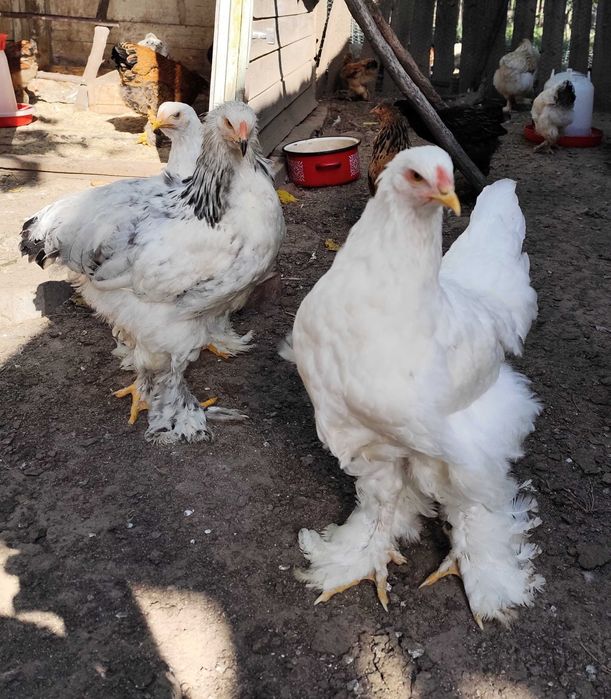 Brahma gold pui 1-4 luni