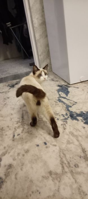 Pradayorsya kot su shu paroda 6 mesecov