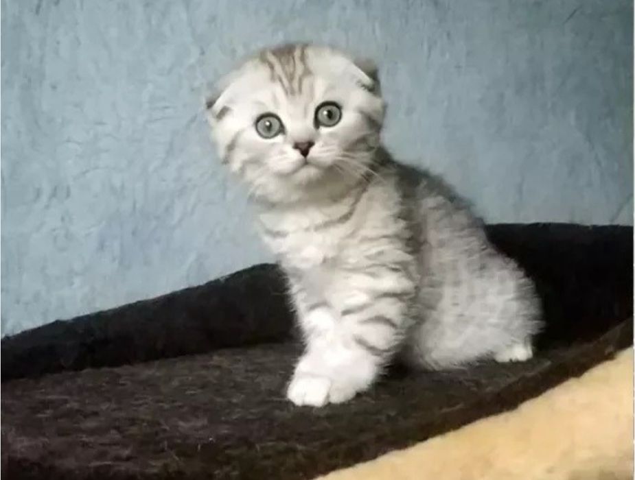Шотландские малыши