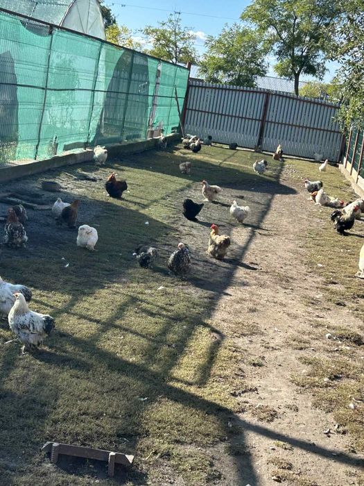 Gainusi pitice chochinchina