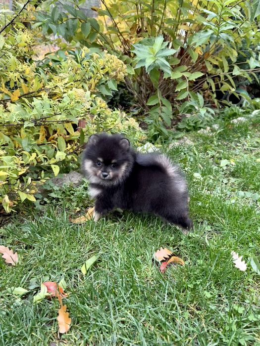 Померан мини момче. Померанче