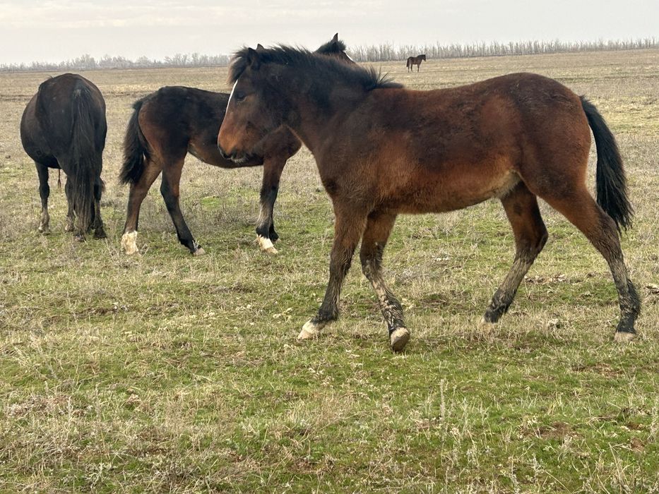 Полутяж жабагылар сатылады