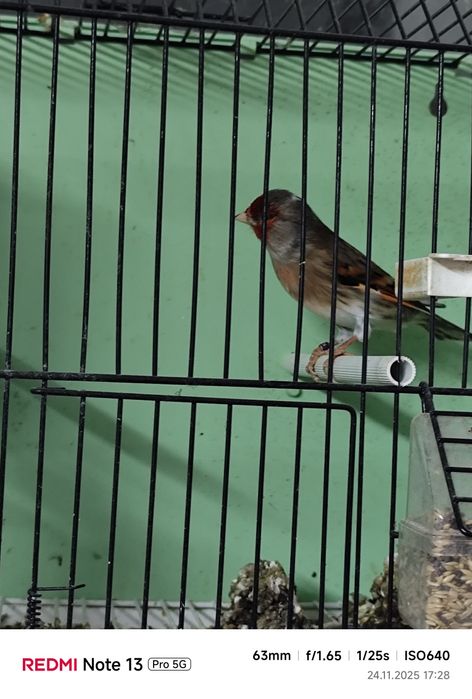 Canari și Hibrizii de vânzare!!