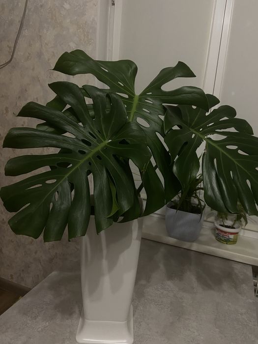 Продам комнатные растения