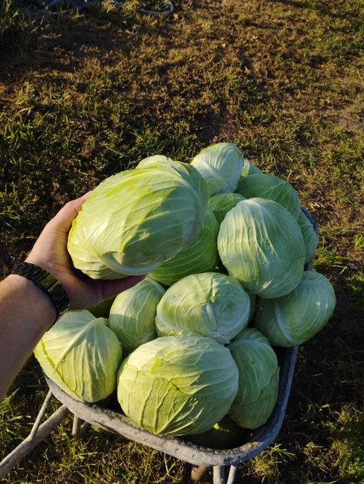 Varză plată de toamnă