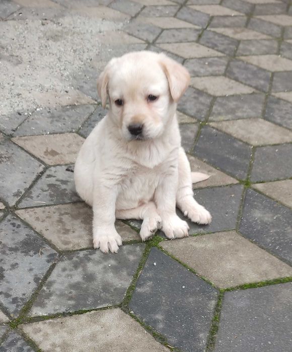 Ofer Pui Labrador auriu