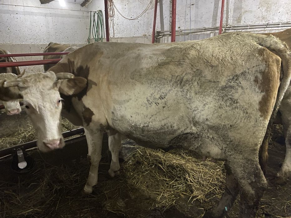 Vaci de vanzare Baltata Romaneasca