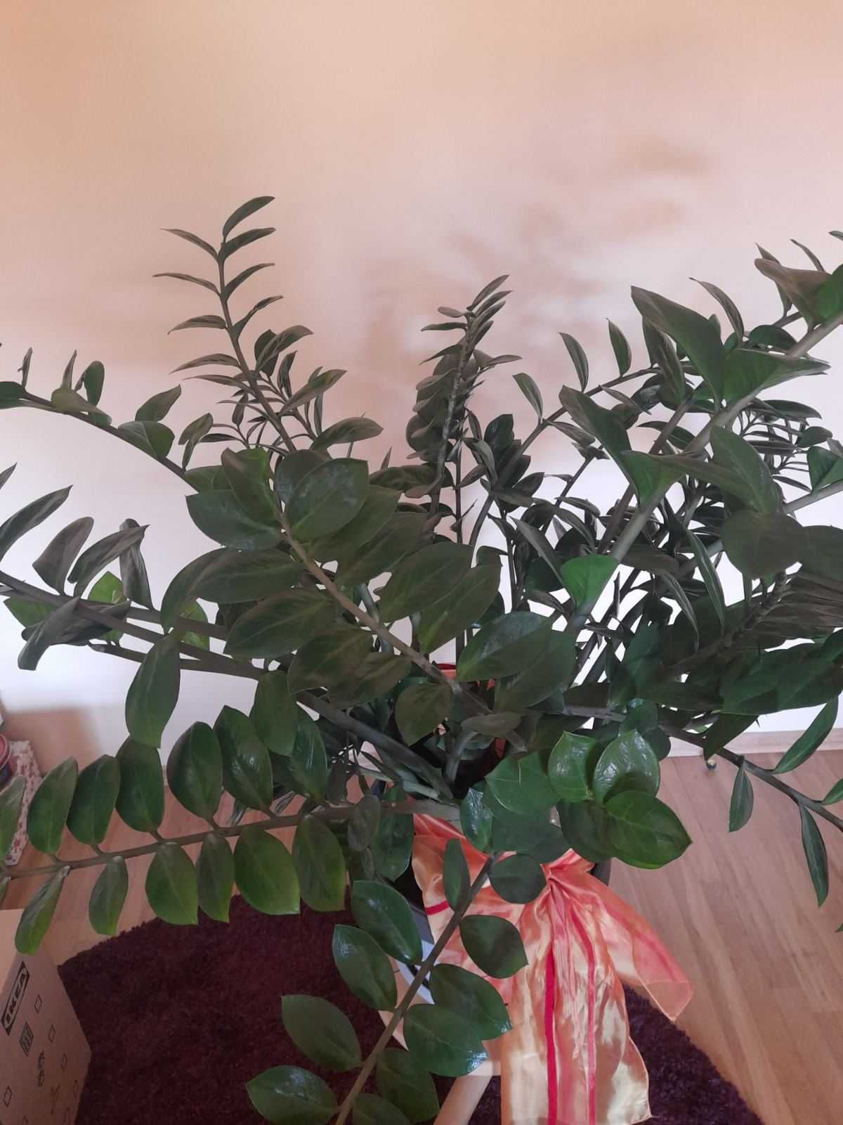 Продавам Доларово дьрво [zamioculcas]