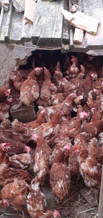 Vand gaini ouatoare cu transport in localitatea ta