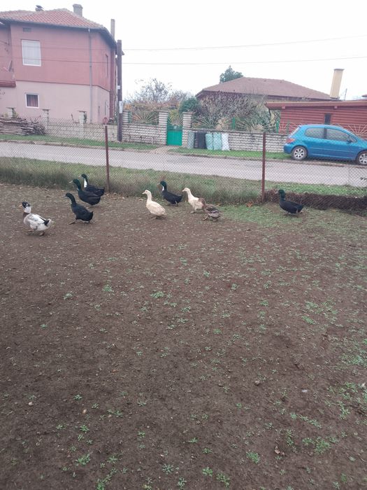 Продавам юрдечки 4 ж+4м 8 бр общо 30лв на бр.