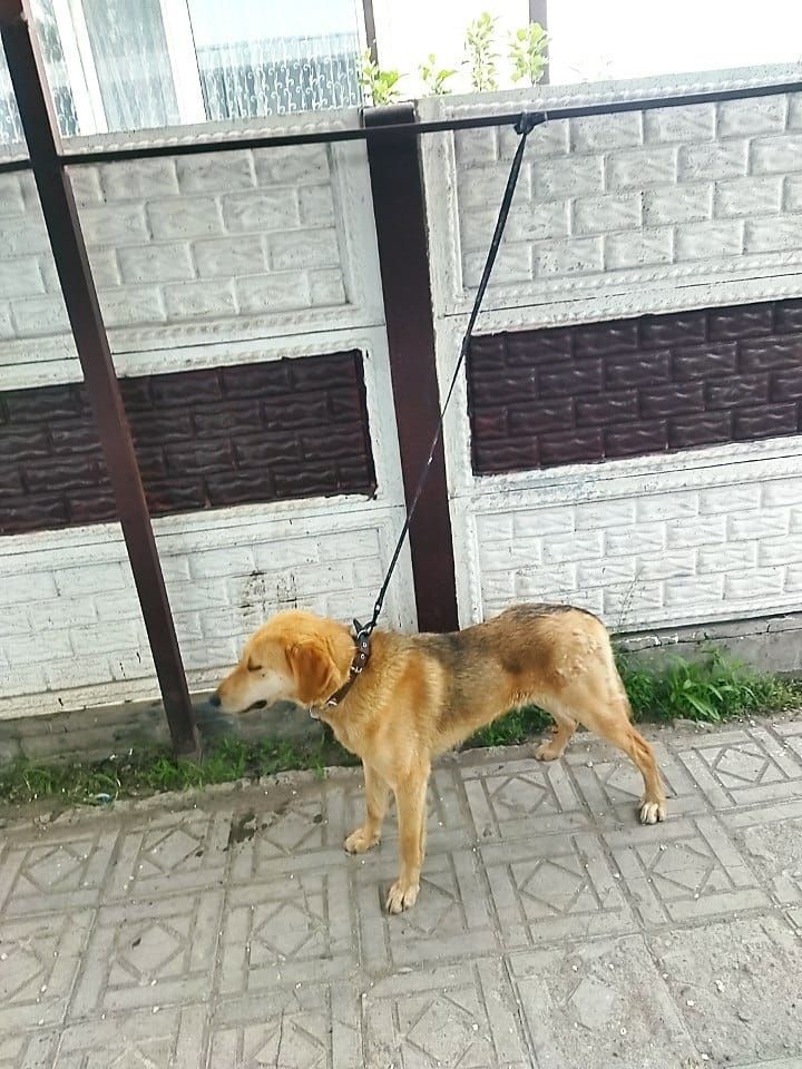Продам русскую гончаю