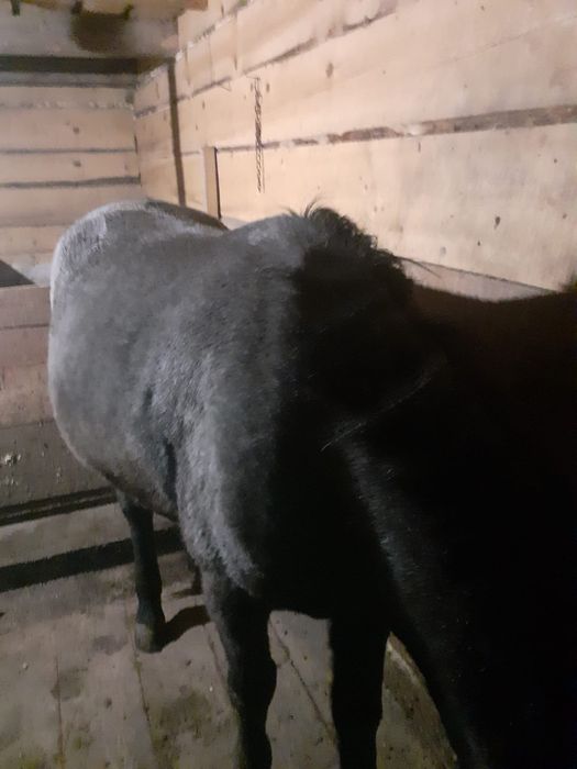 Mânz 2 ani de vanzare