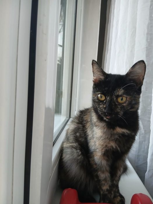 Отдам котенка девочку