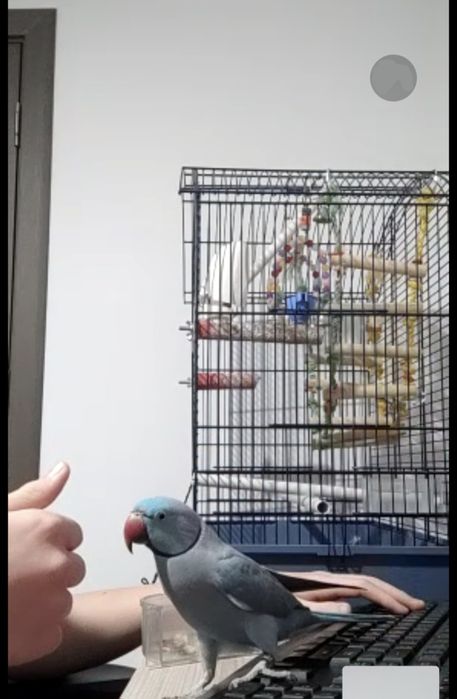 Papagal Micul Alexandru+Colivie