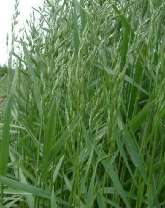 Samanta iarba coasă, pasune ,islaz