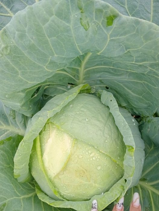 Vând Varză de Buzău