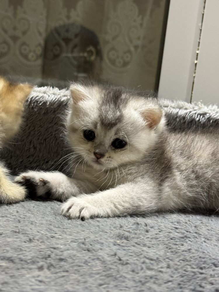 продается котята британская шиншилла