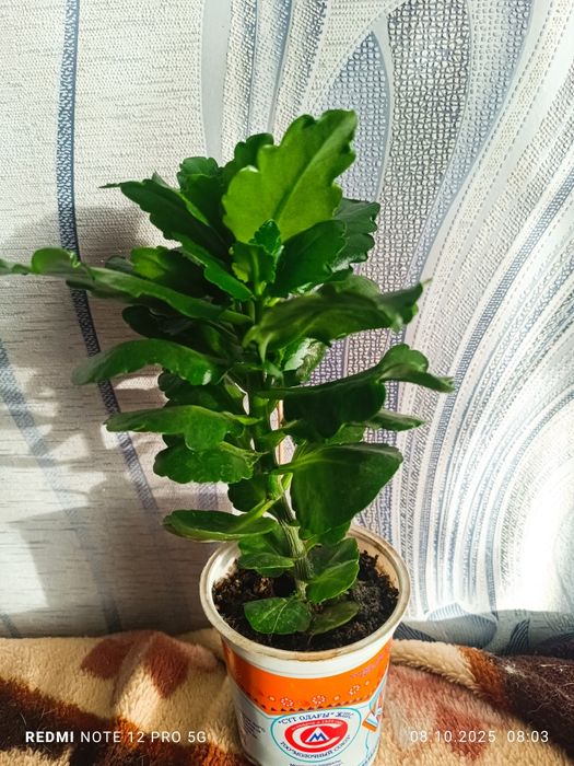 Каланхоэ декоративное