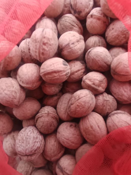 Yongʻoq sotiladi 20000 kilosi