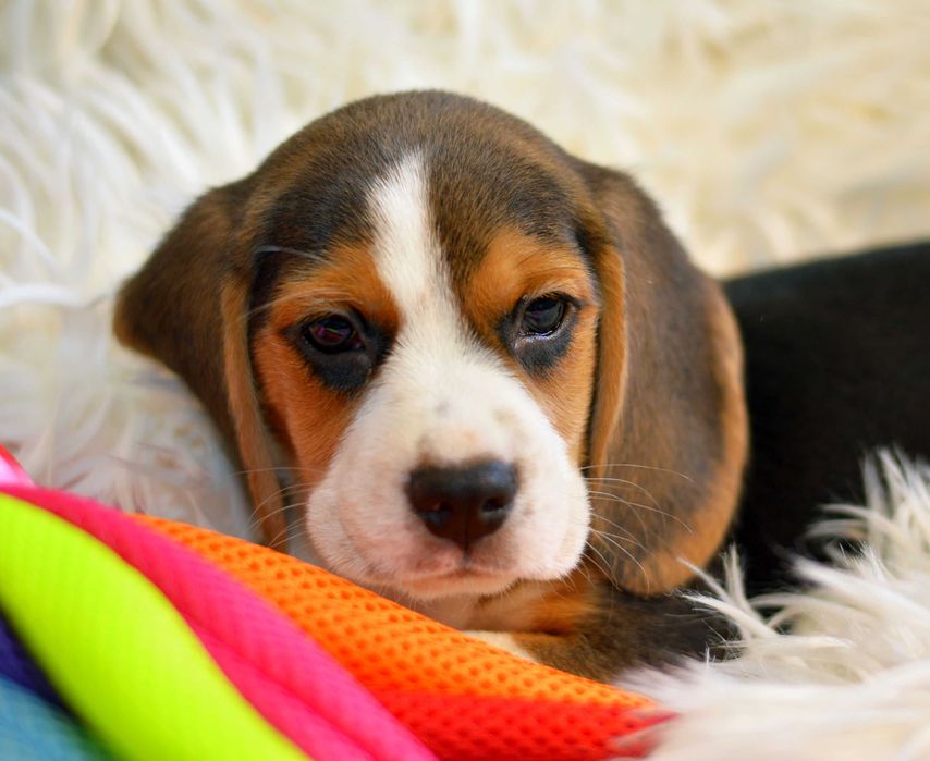 Pui Beagle tricolor din parinti cu pedigree