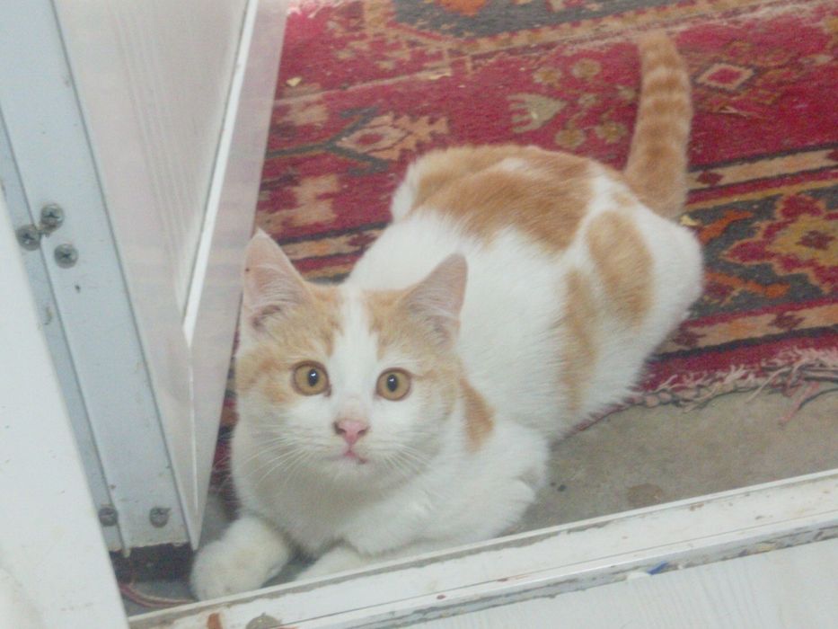 Домашние коты в добрые руки