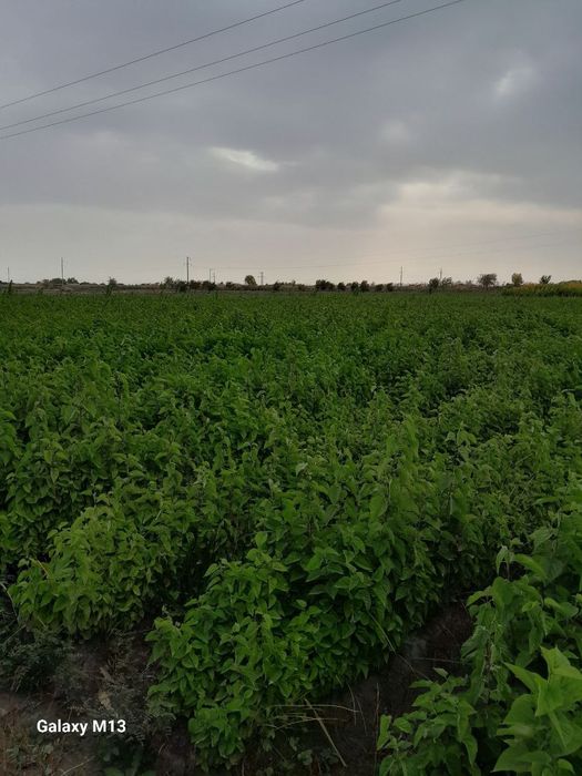 Tut, gilos,o'rik,shaftoli nihollari sotiladi