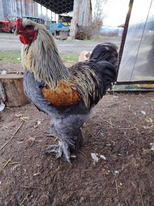 Брама сьомгова ярки+петел