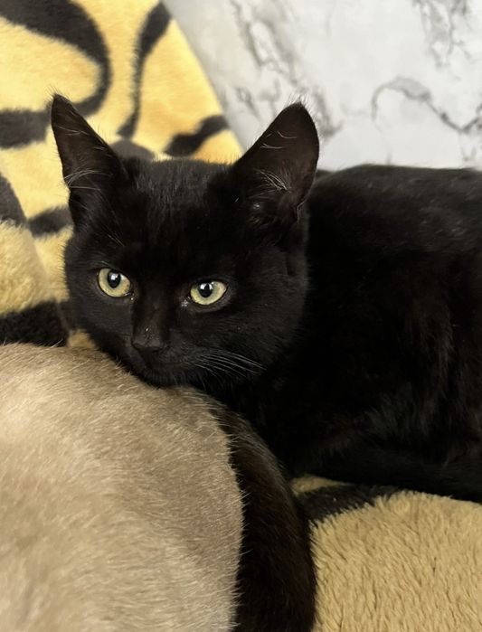 Pisici pentru adoptie