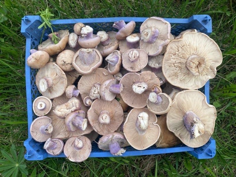 Продам грибы синеножки!!!