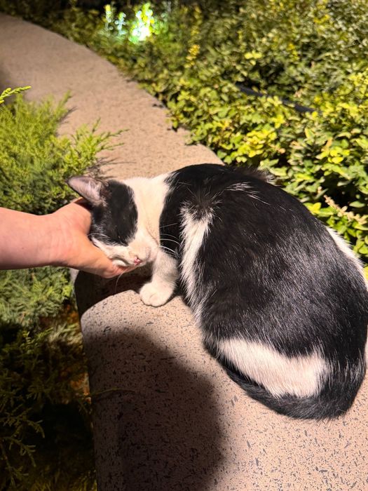 Очаровательная Бусинка в поисках дома! Ташкент!