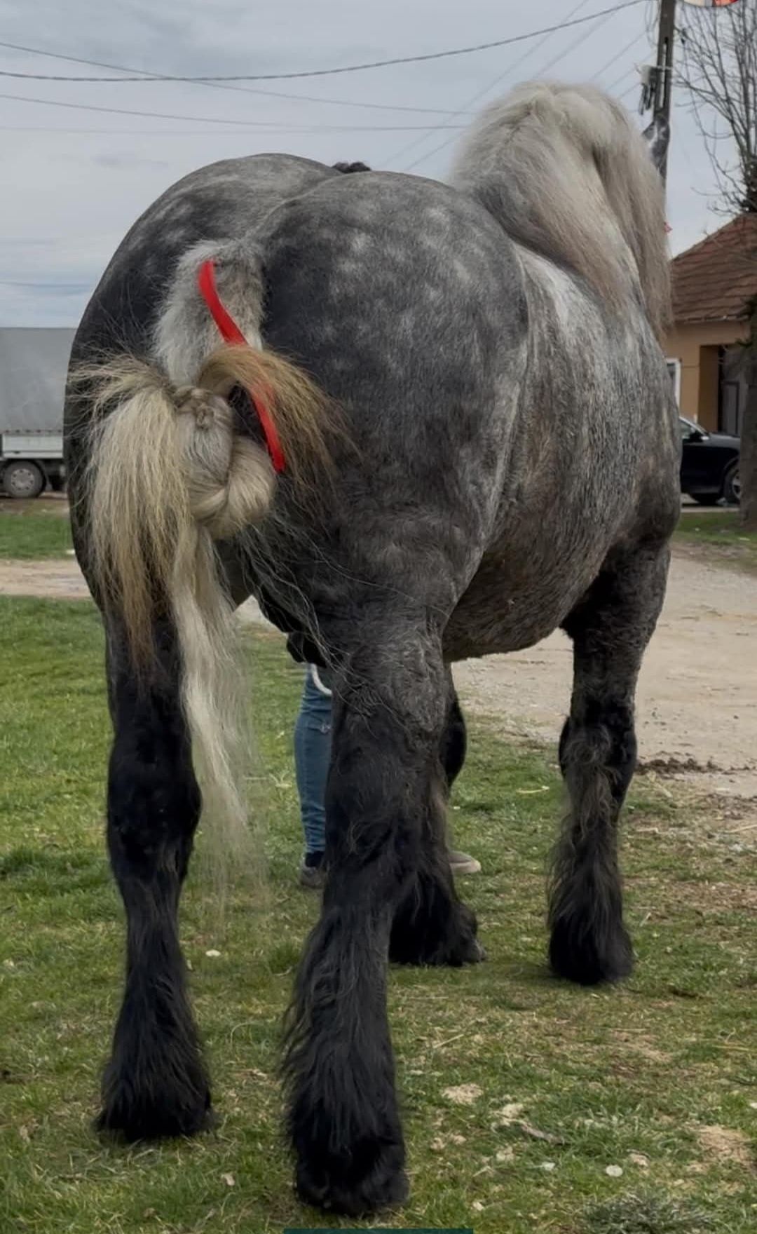 Armăsar de monta.