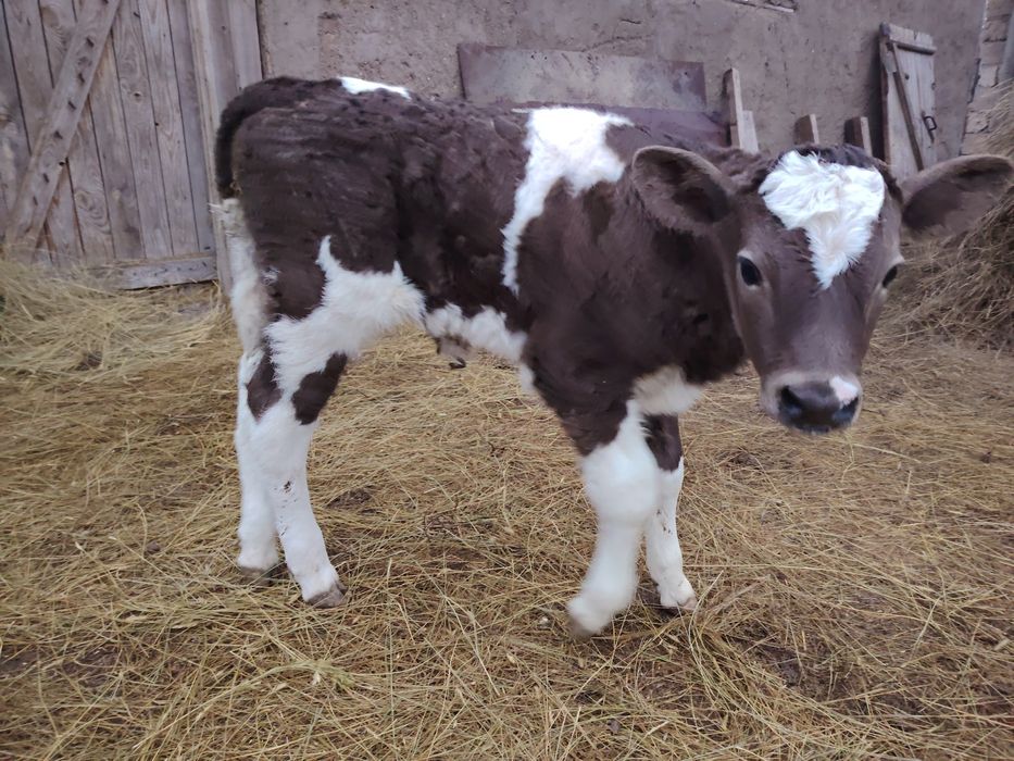 Продам телочку..