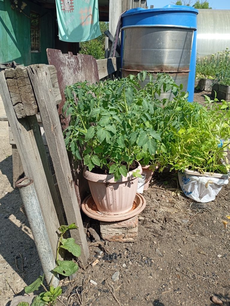 Продам рассаду помидор