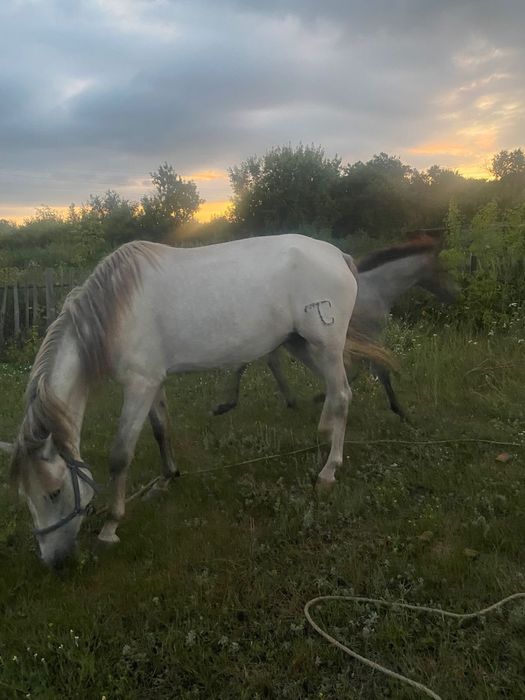 Продаеться лошадь