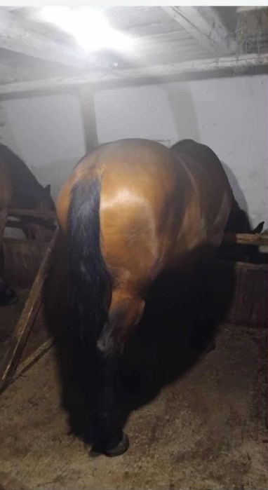 Mânză foarte bună de lucru