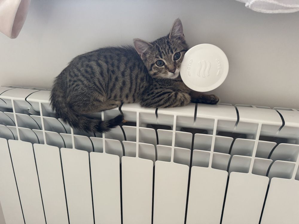 Отдам котенка мальчик
