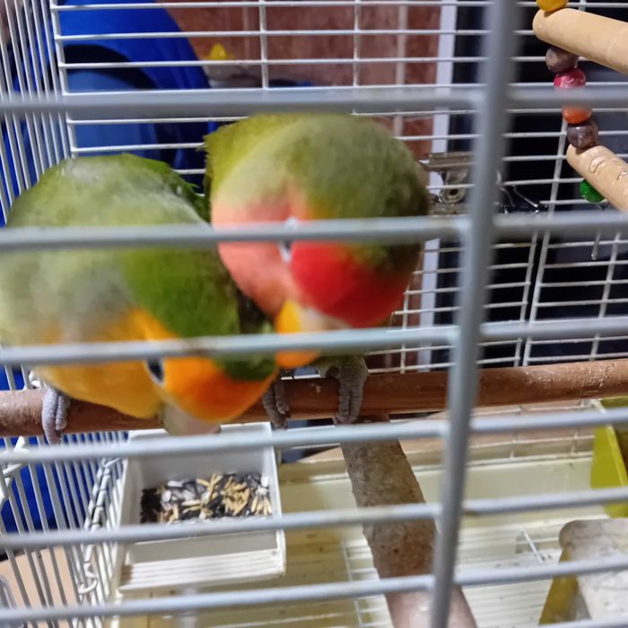 Papagali agapornis cu colivie